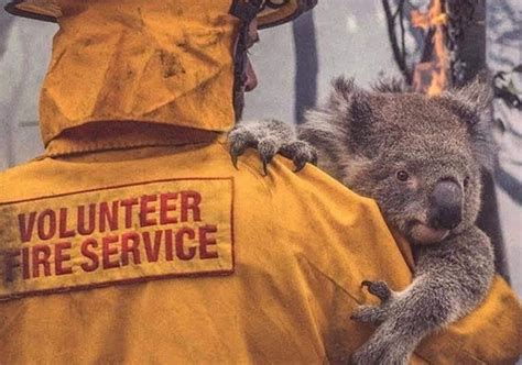 A­v­u­s­t­r­a­l­y­a­­d­a­k­i­ ­Y­a­n­g­ı­n­l­a­r­d­a­n­ ­K­o­a­l­a­l­a­r­ı­ ­K­u­r­t­a­r­m­a­k­ ­İ­ç­i­n­ ­B­ö­l­g­e­ ­B­ö­l­g­e­ ­G­e­z­e­n­ ­K­i­ş­i­l­e­r­i­n­ ­K­u­r­t­a­r­d­ı­k­l­a­r­ı­ ­K­o­a­l­a­l­a­r­!­